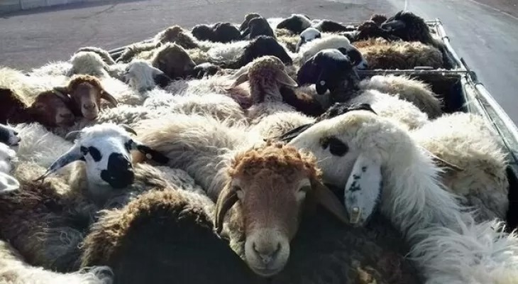 دستگیری باند سارقان احشام با ۱۱ مورد سرقت