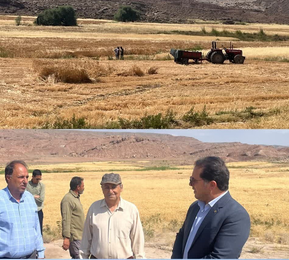 افزایش بارندگی، برداشت غلات رابر را به رکوردی مطلوب رساند