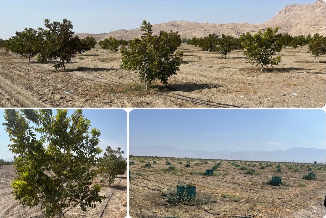 عنبرآباد در مسیر تبدیل به قطب صادرات گردوی پکان