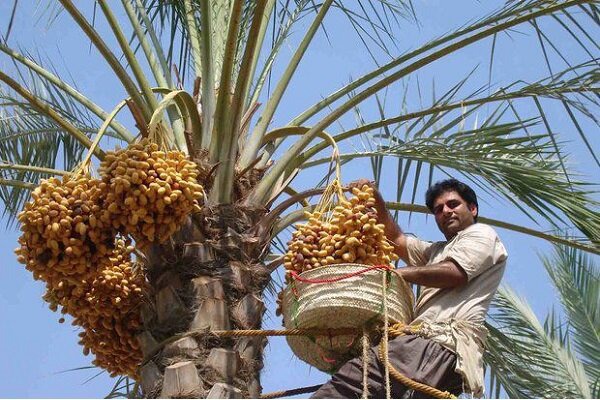 پرسه دلالان در نخلستان های جنوب کرمان؛ در دمای ۵۰ درجه بازارخرما یخ زد