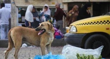 تبدیل سگ‌های ولگرد در کرمان از بحران فراگیر به وضع قابل مدیریت