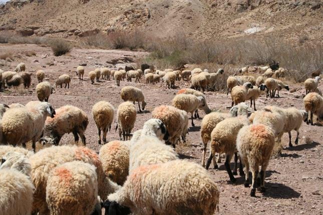 برملا شدن راز دوستی سارقان با چوپانان گله