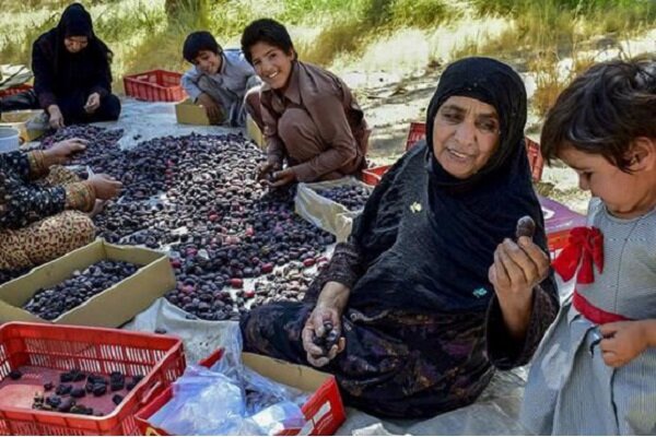 فصل برداشت خرما در ریگان آغاز شد؛ روایت یک سال تلاش در دل نخلستان ها