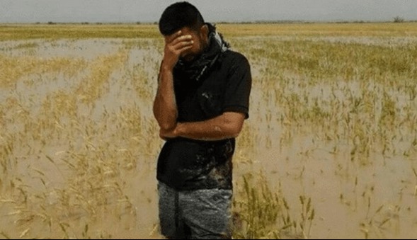 صندوق بیمه کشاورزی: غرامت کشاورزان یک هفته‌ای پرداخت می‌شود | آخرین خبر
