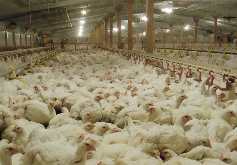 کف قیمت مرغ زنده اعلام شد