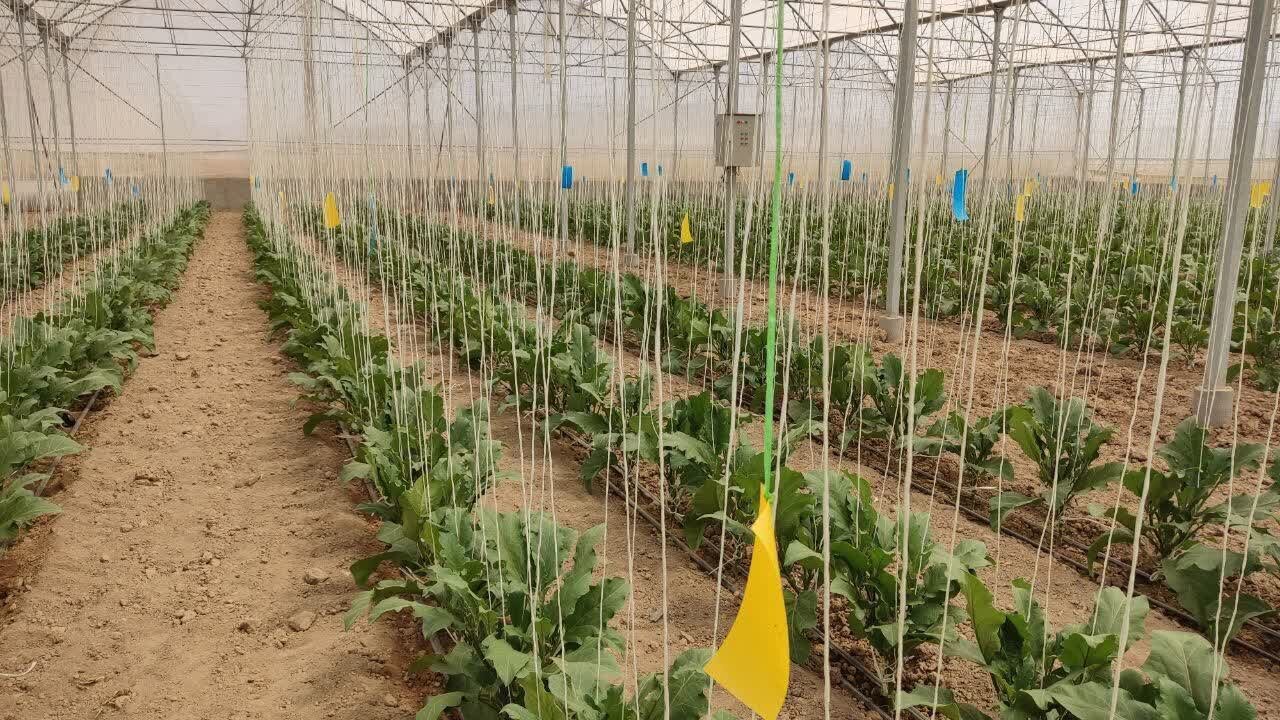 آغاز کشت ۸۰۰ هکتار محصولات گلخانه‌ای در کهنوج