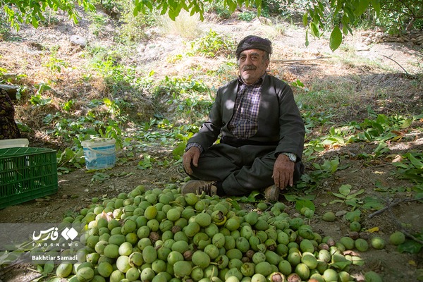 تصاویر زیبا از برداشت گردو در ژاوه‌رود کردستان