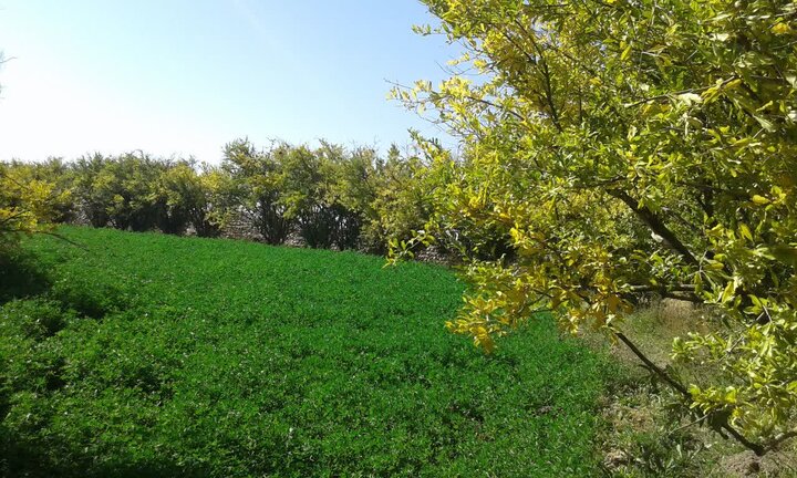 کرمان رصد