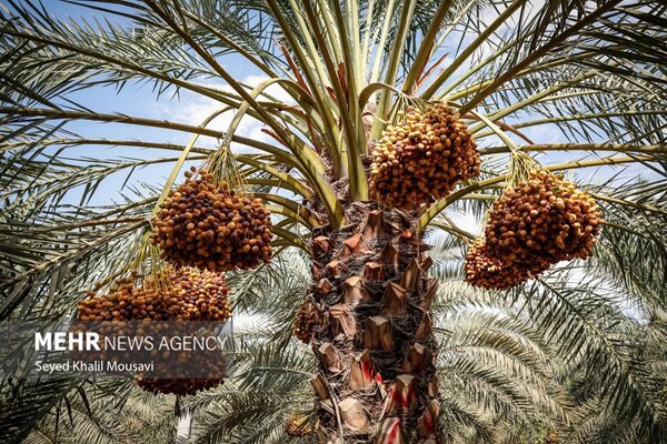 خرماداران بمی درانتظار تدبیر مسئولان؛ ۳۰ درصد خرمای سال قبل در سردخانه