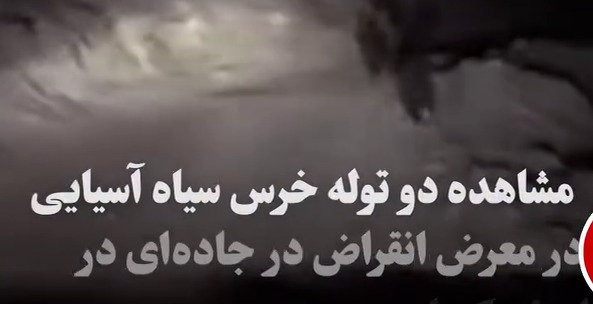 مشاهده ۲ توله خرس سیاه آسیایی کمیاب در جاده‌های کرمان