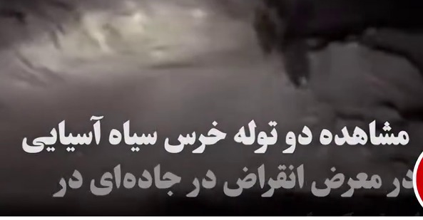 مشاهده ۲ توله‌خرس سیاه آسیایی کمیاب در جاده‌های کرمان