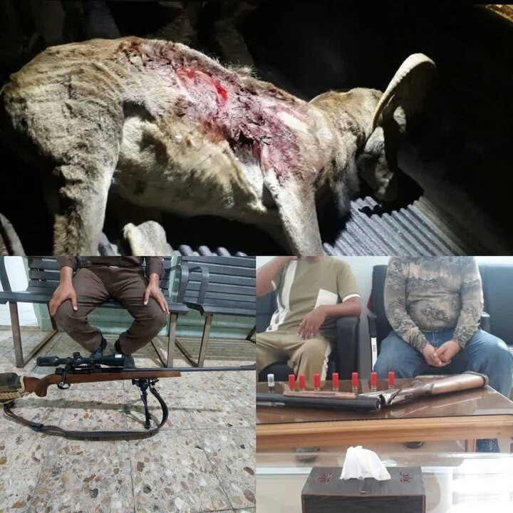 دستگیری ۴ متخلف شکار در رفسنجان