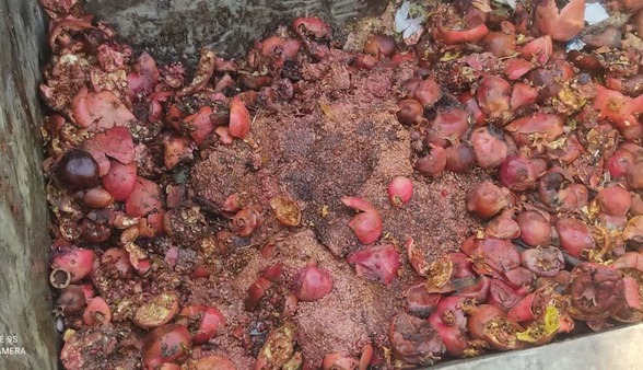آفت خاموش، خسارت آشکار؛ مگس مدیترانه‌ای چند تن محصول کرمان را خورد!