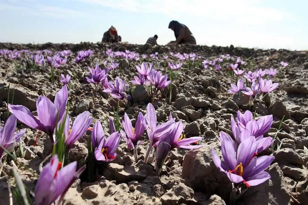 فرصت طلایی در دشت های کرمان؛ زعفران کشاورزی را نجات می دهد